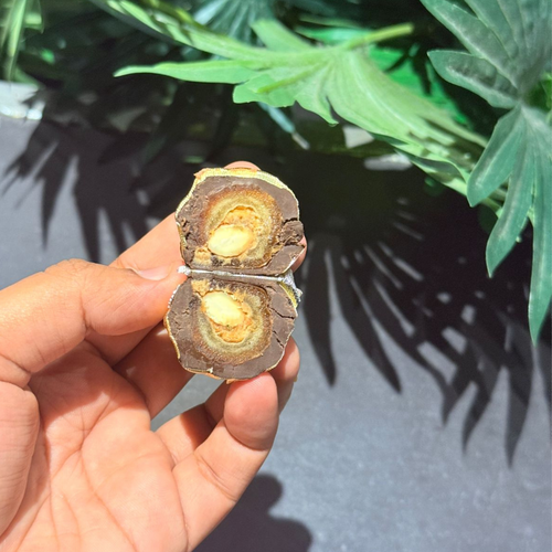 Mellcho Tamri Choco - Premium Chocolate Dates